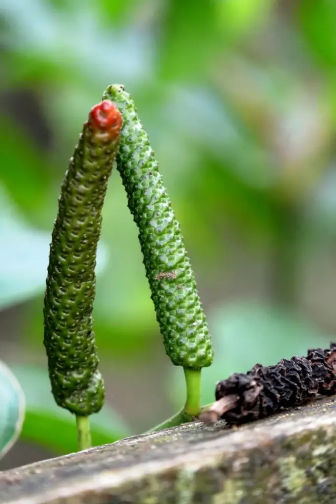 Fused green Javanese long pepper spikes beside one dried shriveled spike