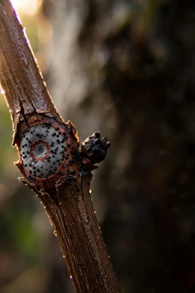 Bull's-eye canker with a gray center on a blueberry cane.