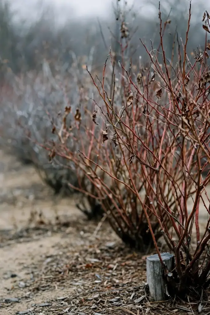 Dormant leafless blueberry bushes on a dry day with mulch below.