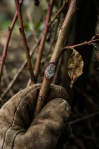 Blueberry cane with a bull's-eye canker, steadied by a worn garden mitt