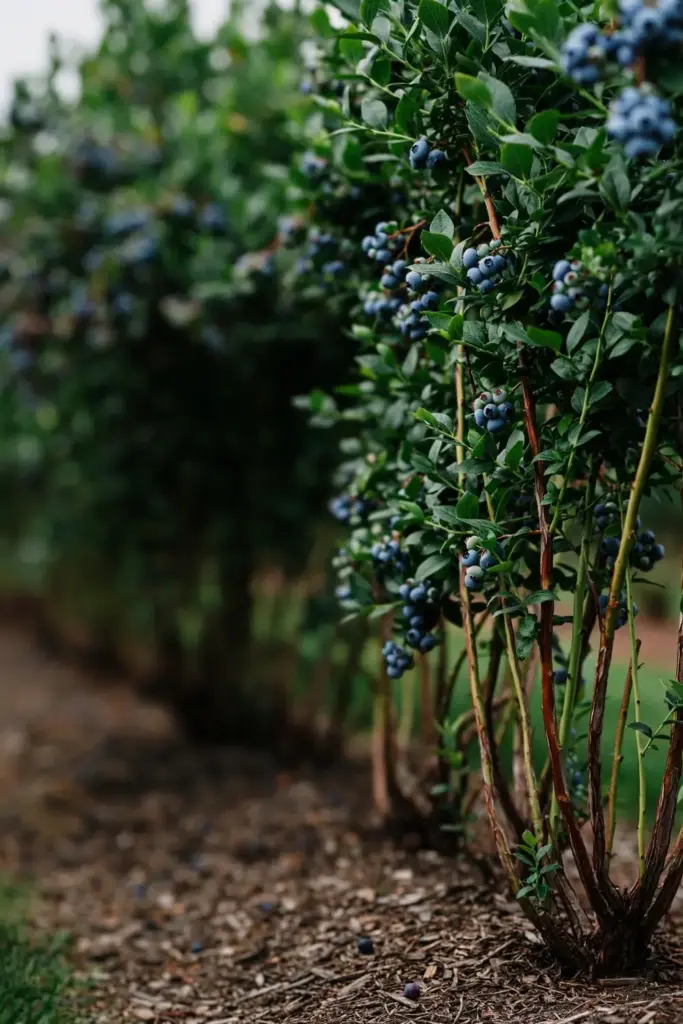 Healthy blueberry row with green canes and ripe berries.