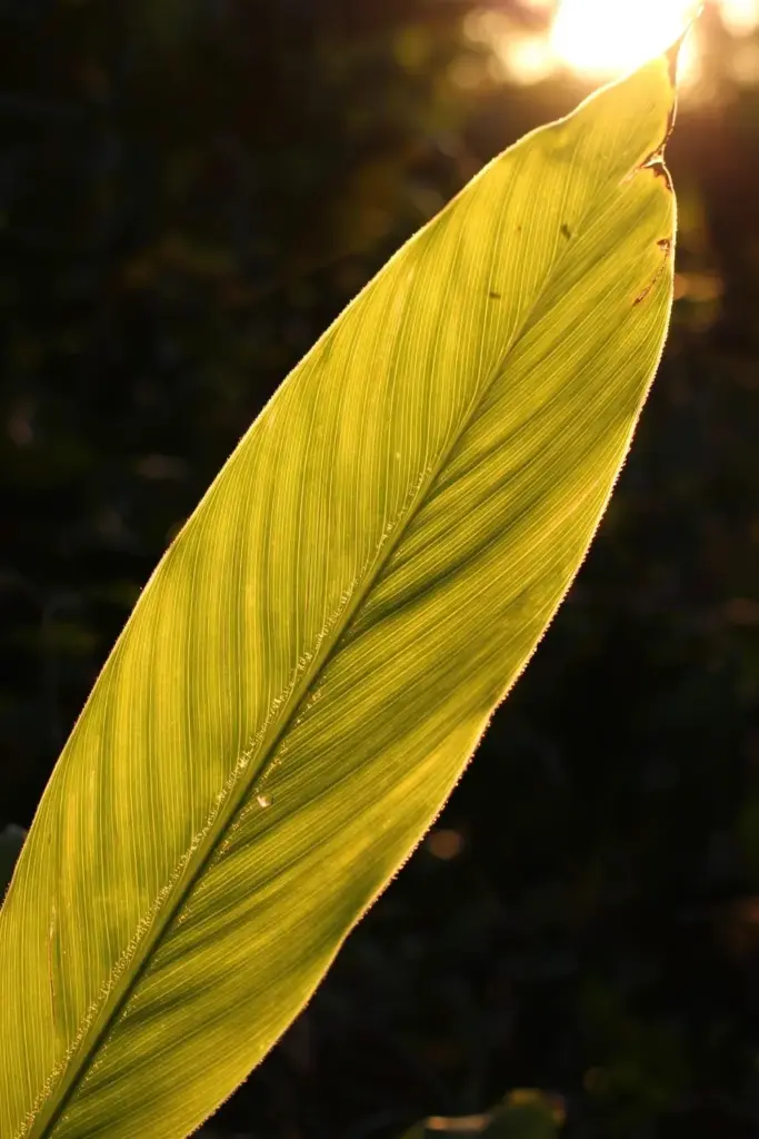 Backlit galangal leaf glowing with visible parallel veins