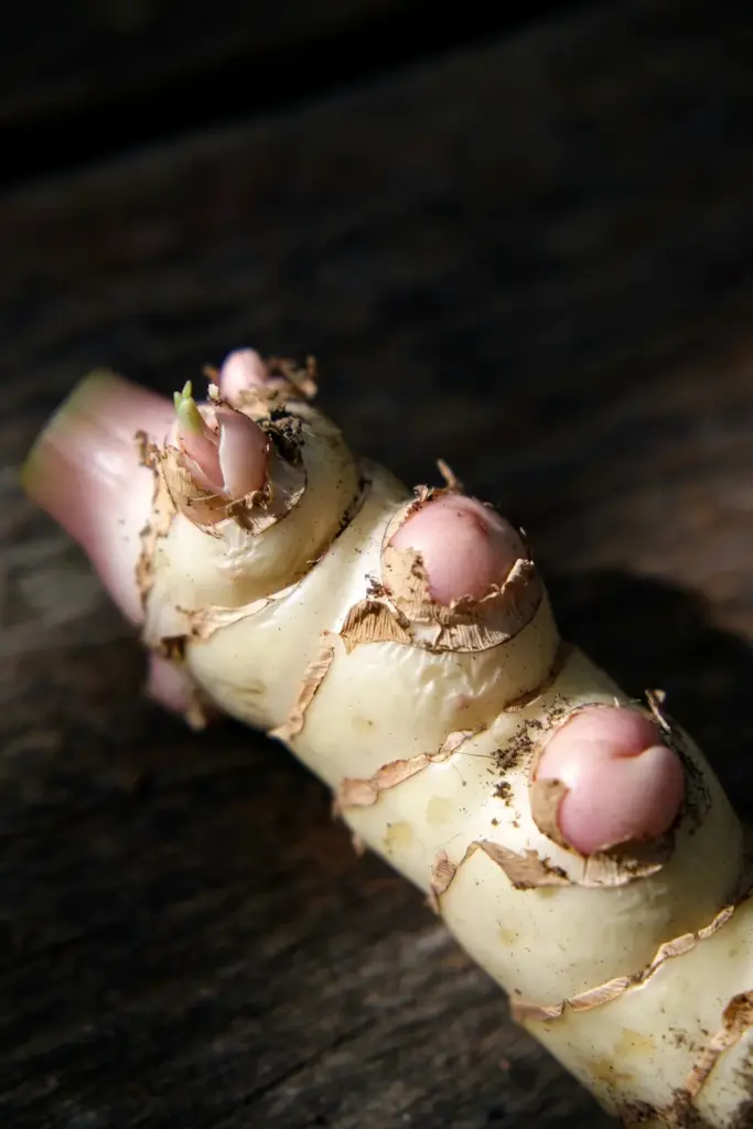 Close-up of galangal rhizome showing plump pinkish growing eyes on pale skin