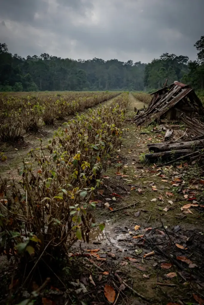 Old gambier plantation rows fading toward distant forest