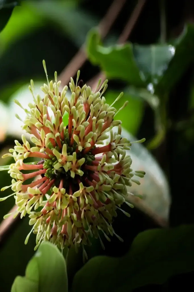 Gambir flower head in macro beside an oval leaf