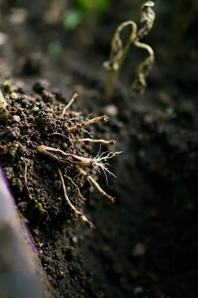 Garden soil with feeder roots cut short and one root carrying a dark lesion.