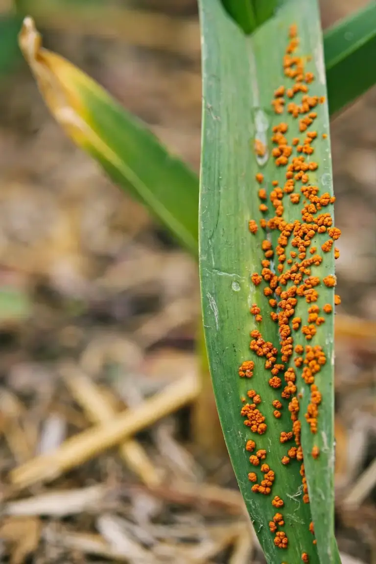 Orange rust pustules on a garlic leaf in close view