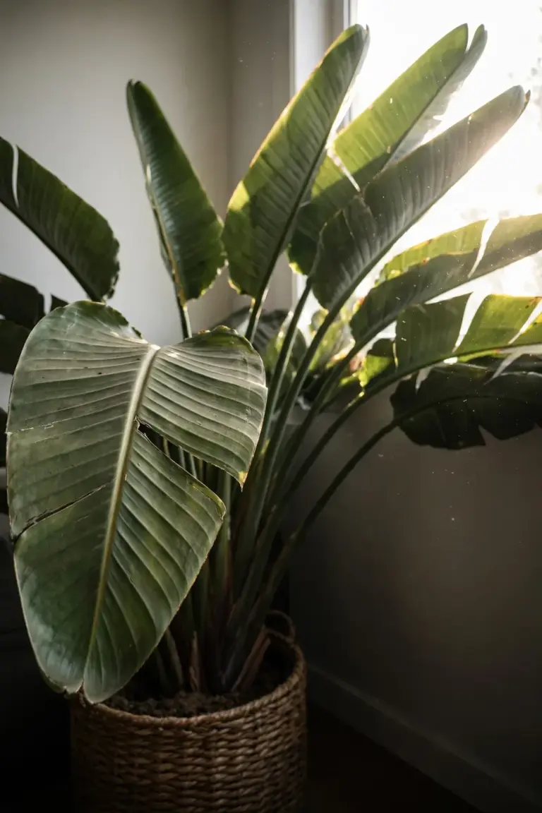 Giant bird of paradise with fanning paddle leaves in a bright corner