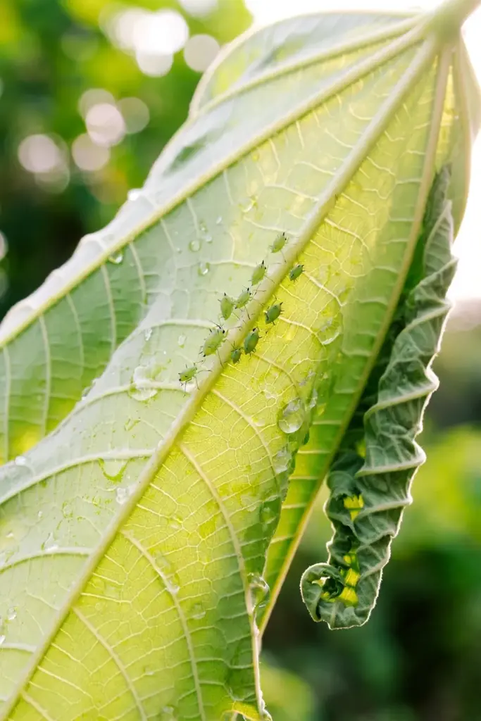 Pale aphids clustered on the underside of a God's crown leaf