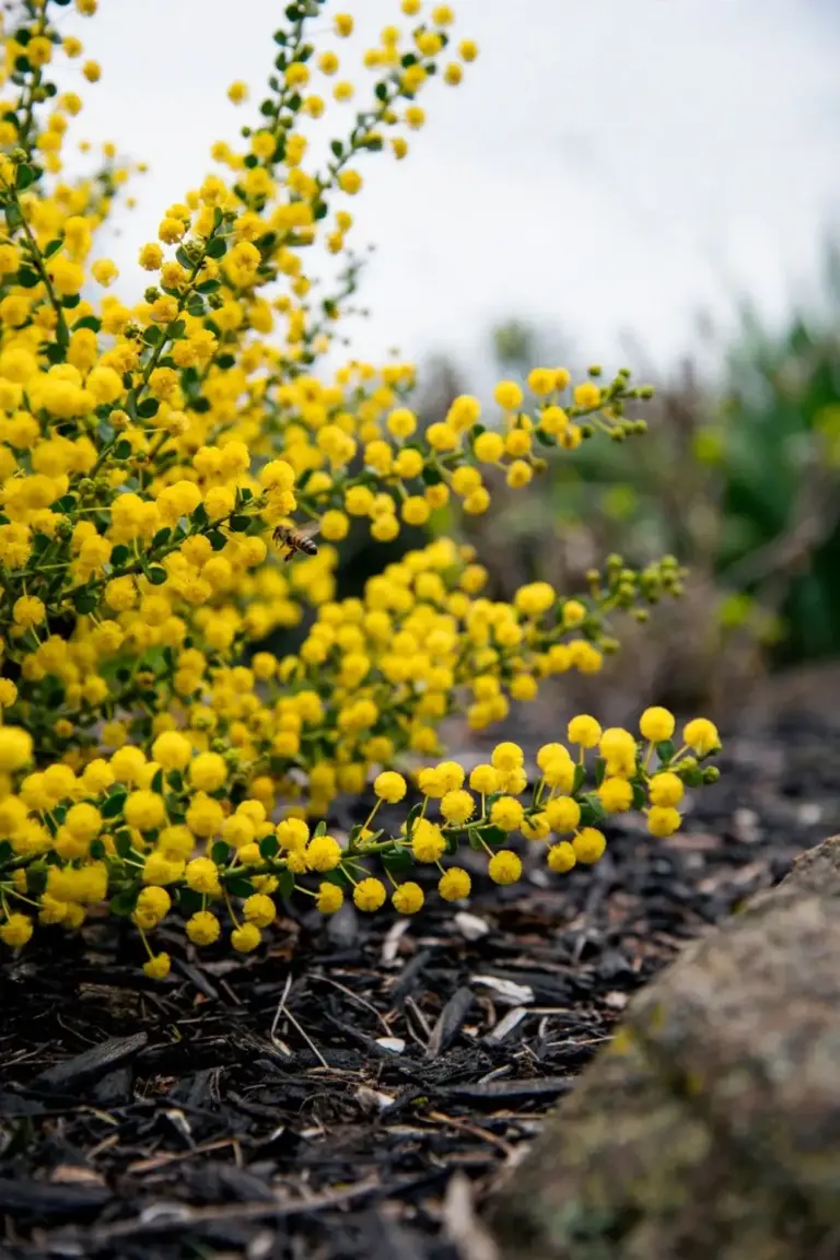Gold dust wattle shrub covered in deep yellow ball flowers