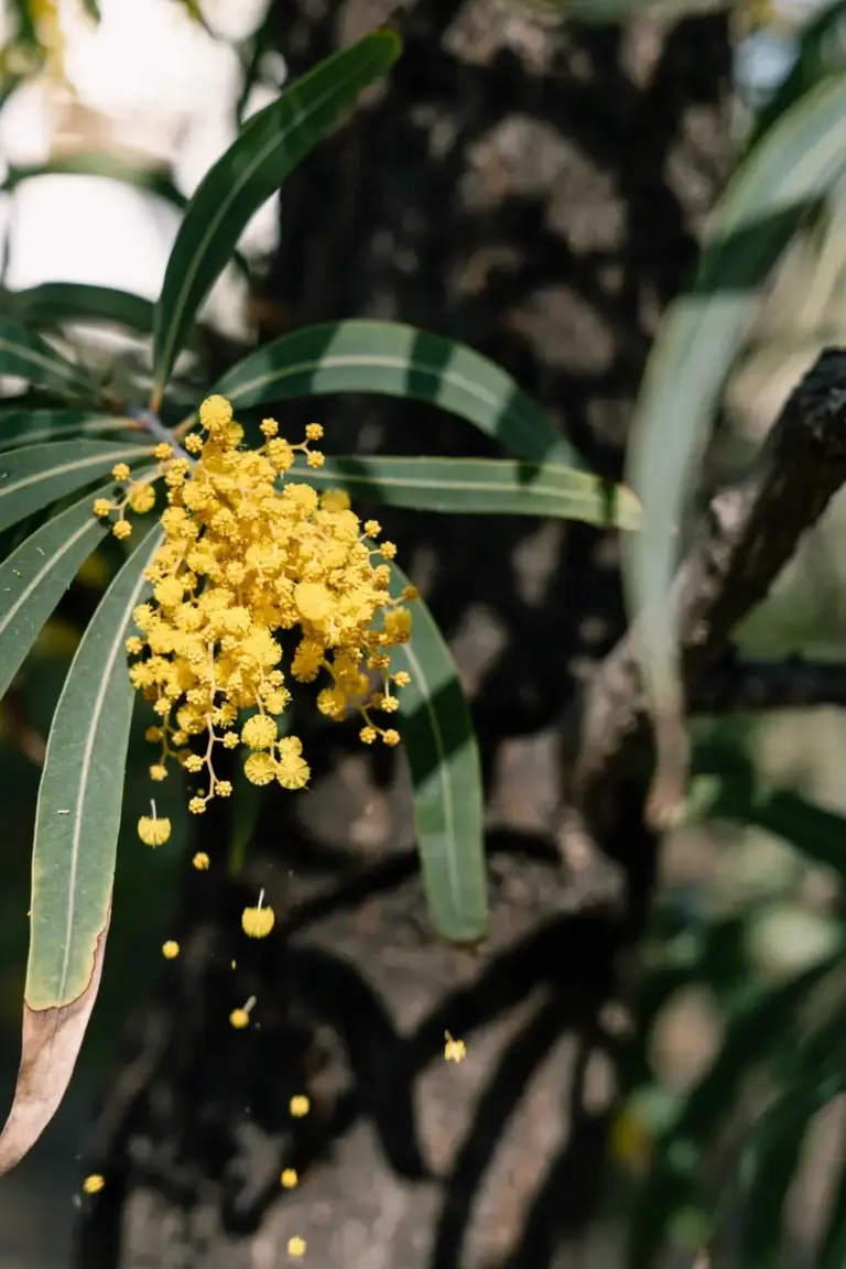 Golden wattle with golden ball flowers and sickle-shaped leaves