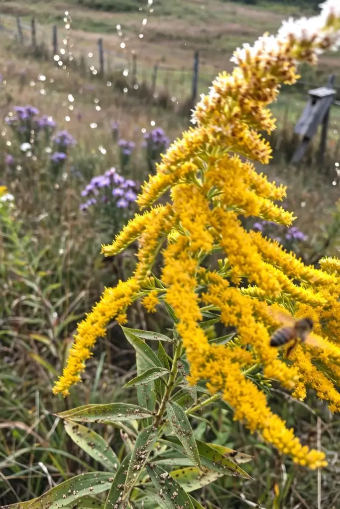 Goldenrod Fireworks sprays arching over a meadow with bees working the flowers