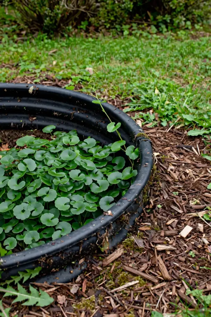 Buried edging ring containing spreading gotu kola runners in a garden bed