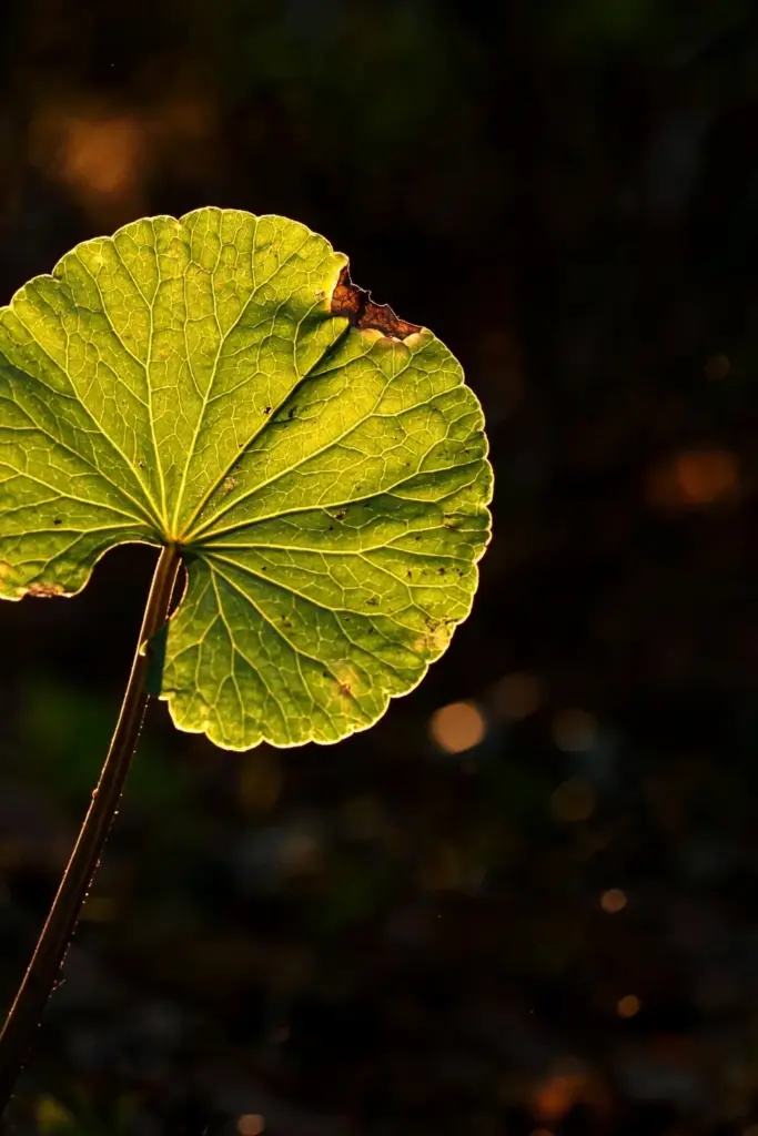 Single gotu kola leaf backlit, veins glowing through translucent tissue