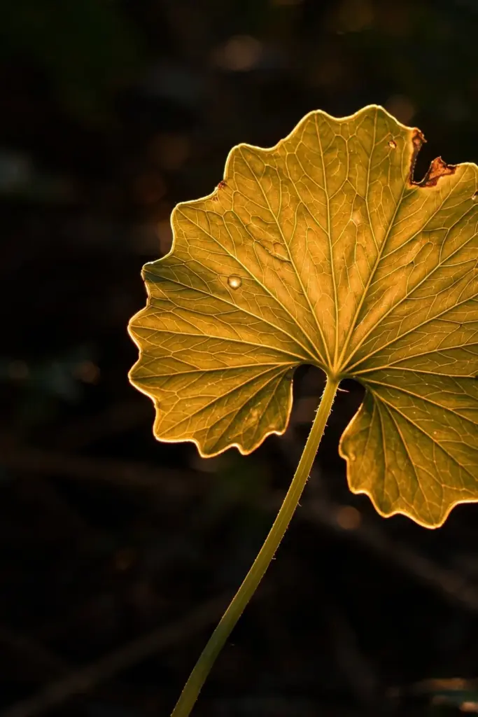 Backlit fan-shaped gotu kola leaf showing scalloped edges and long petiole