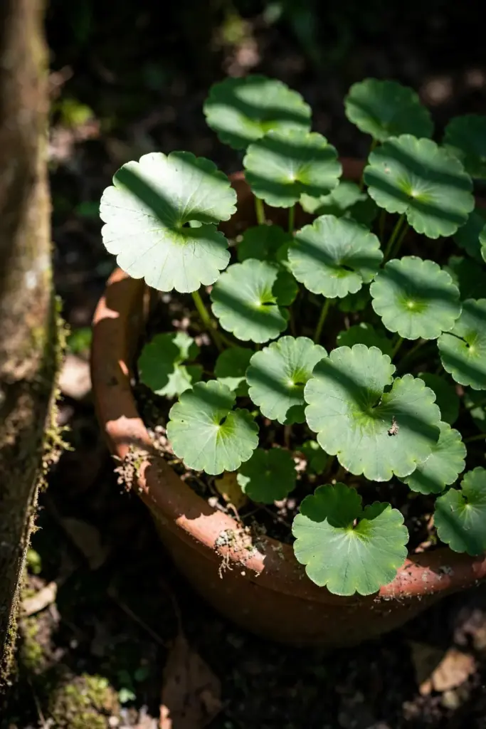 Gotu kola pot in dappled shade under tree canopy with leaf shadows
