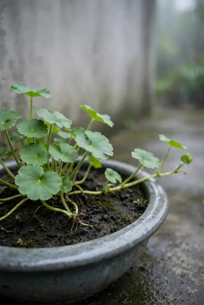 Young gotu kola plant filling a wide glazed pot on a shaded patio