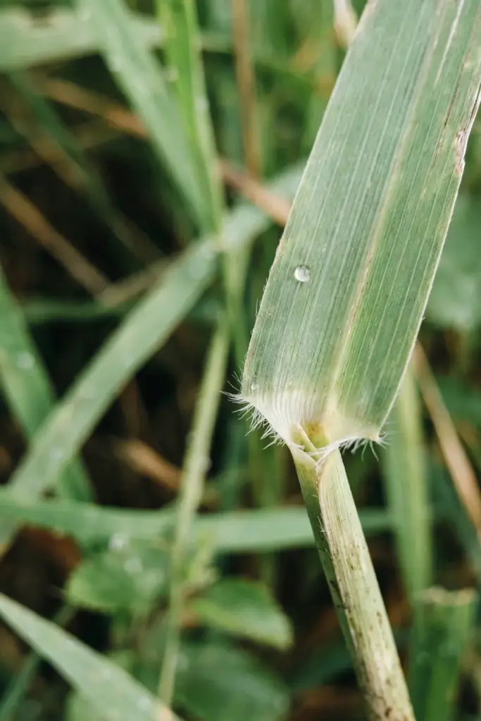 Close view of a grass leaf junction showing the ligule where blade meets sheath