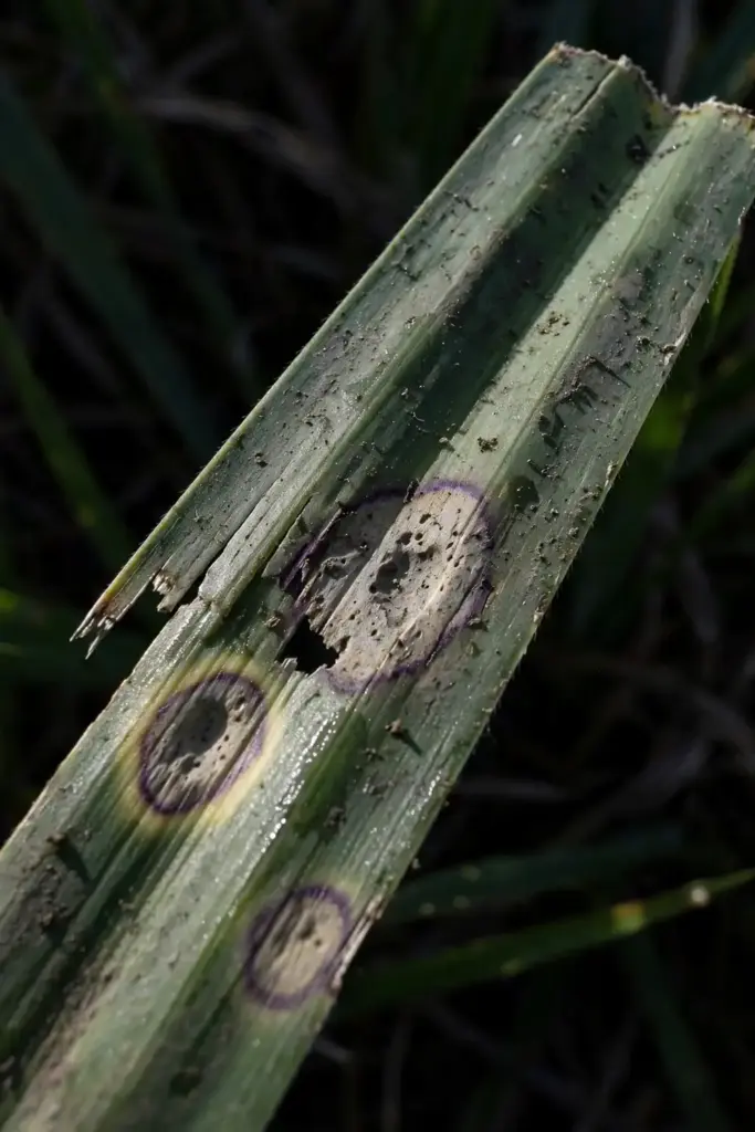Extreme macro of gray leaf spot lesions with tan-gray centers and purple-brown margins.
