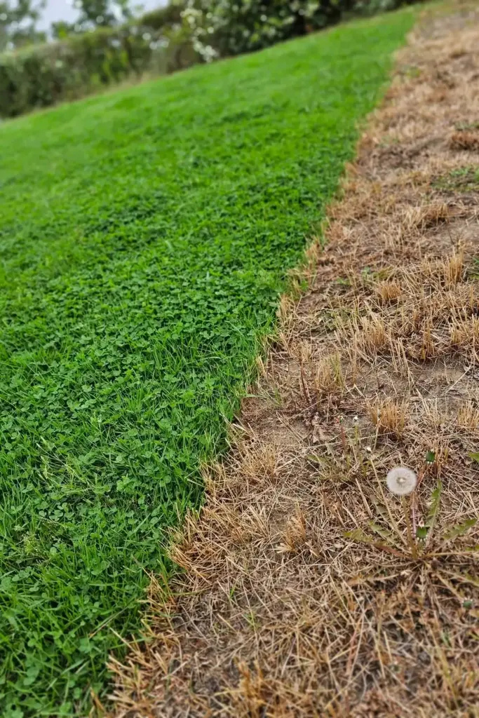 Lawn split between clean treated strip and spotted untreated strip.