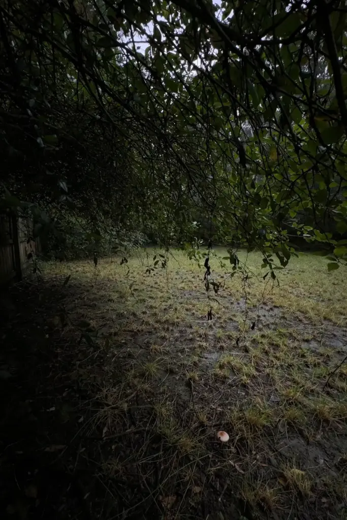 Thin patchy lawn struggling under dense tree shade with spotted blades.