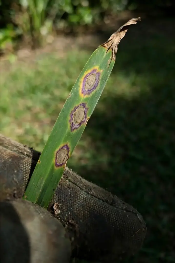 Spotted St. Augustine blade held in a gloved hand for close inspection.