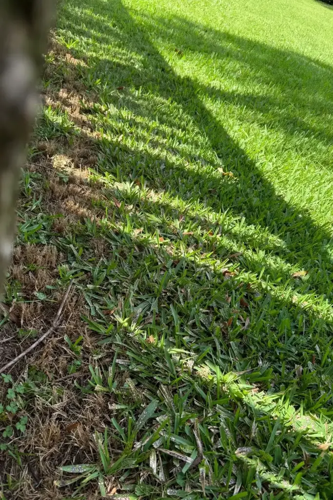 St. Augustine lawn with gray leaf spot spreading from a shady corner.