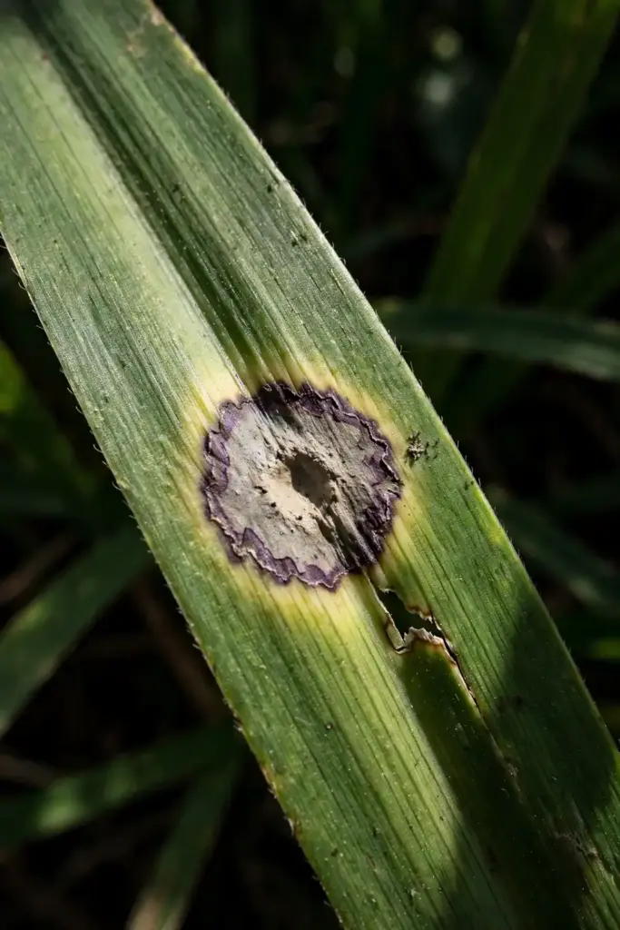 Gray leaf spot lesion with yellow halo around purple-brown margin, macro.