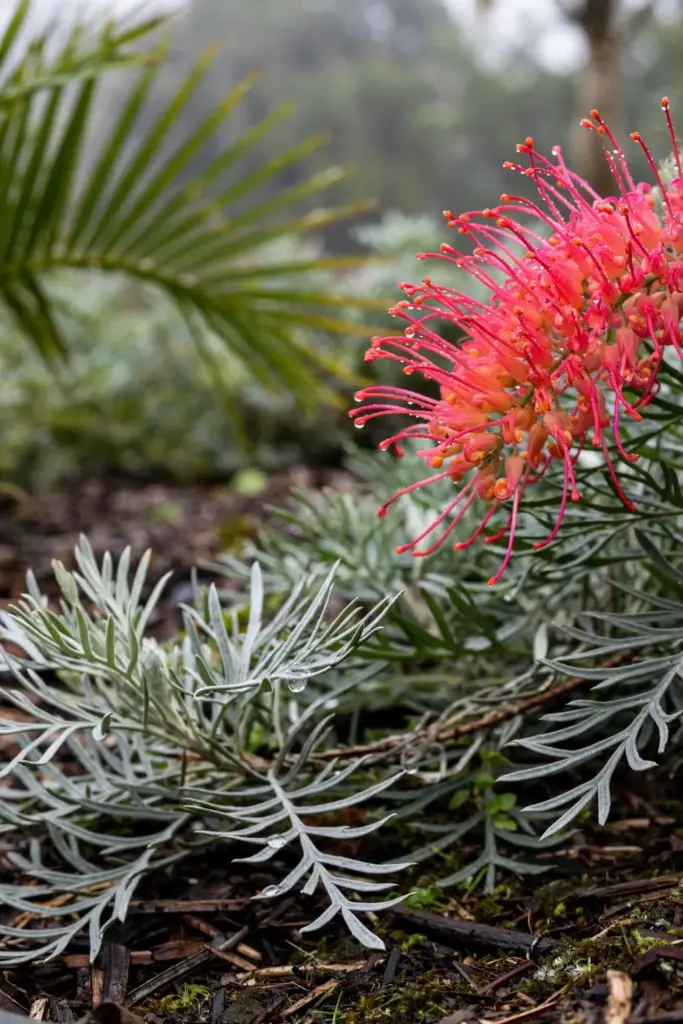Banks grevillea shrub with red flower clusters in a humid subtropical garden