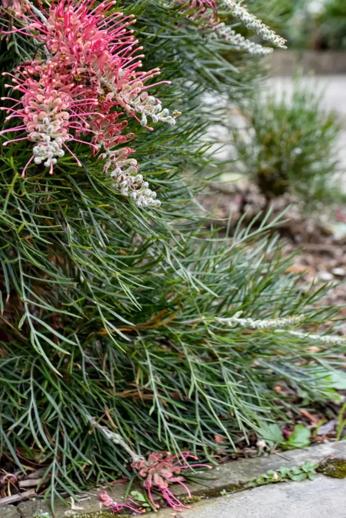 Grevillea Billy Bonkers shrub with large pink flowers and dense ferny foliage