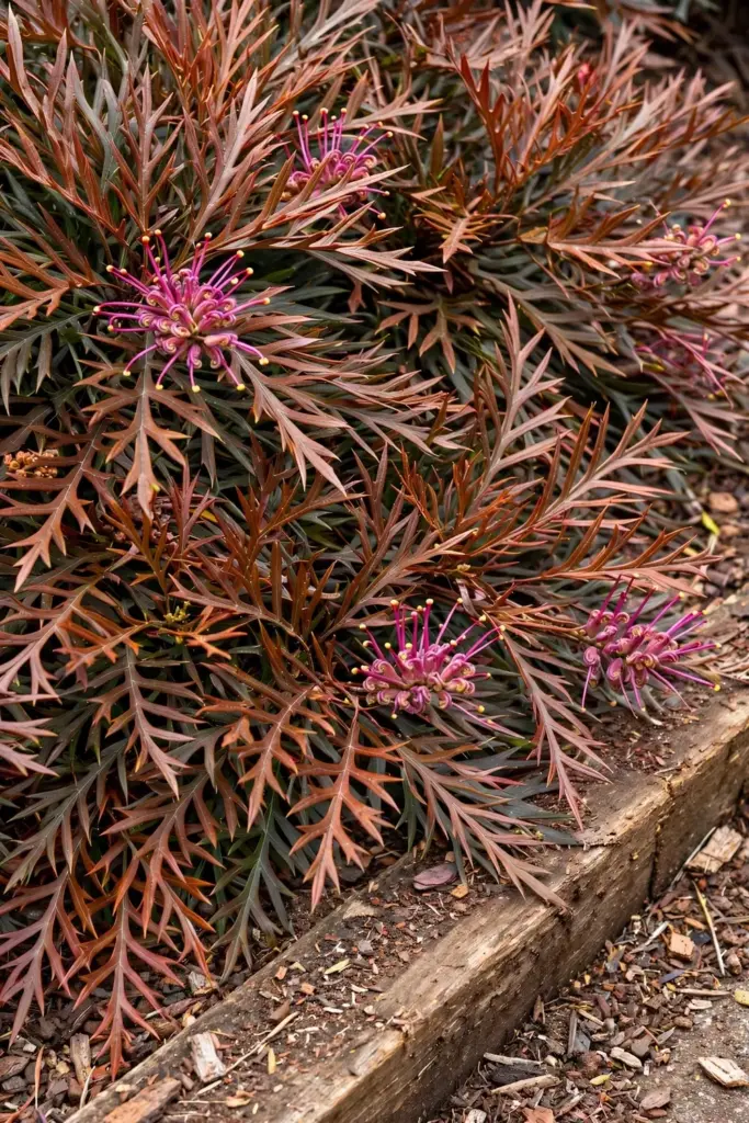 Grevillea Bronze Rambler groundcover with bronze foliage and red purple flowers