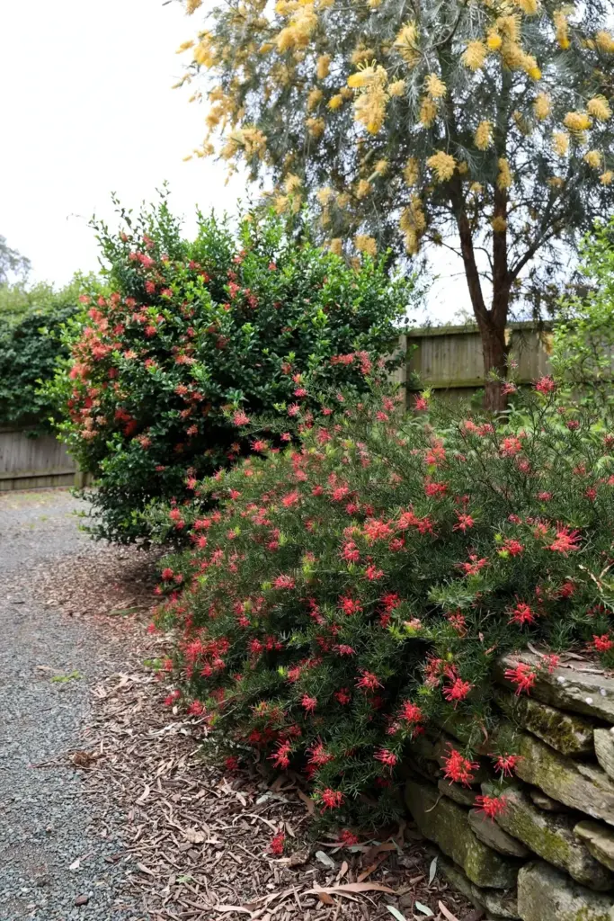 Groundcover grevillea spilling over a wall beside a shrub grevillea and a tall tree