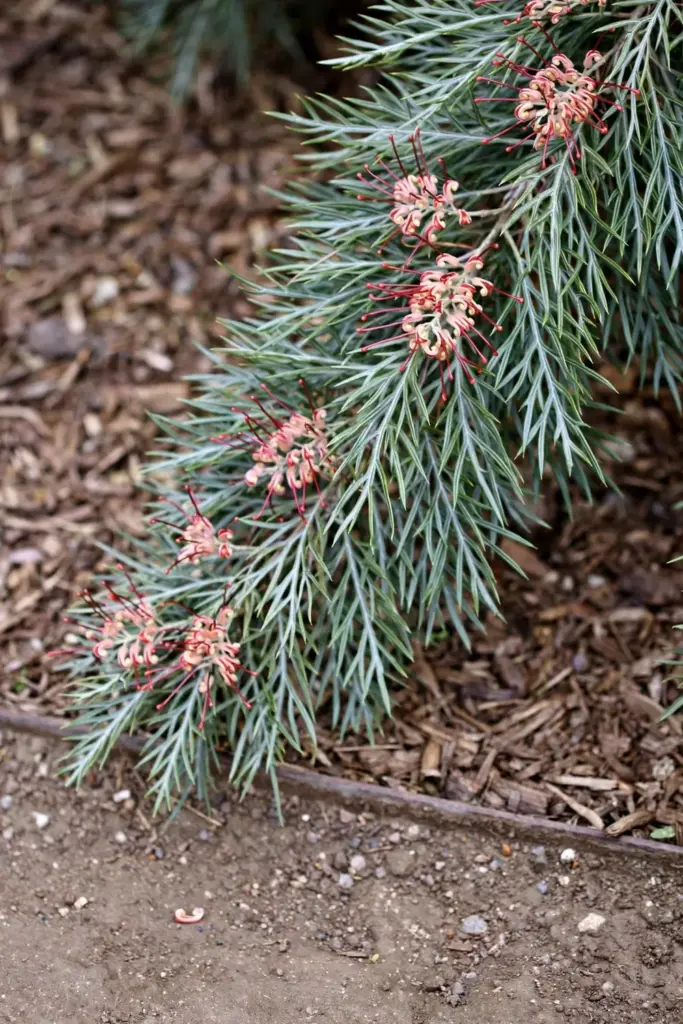 Grevillea Gin Gin Gem groundcover with small red and cream flowers along a bed edge