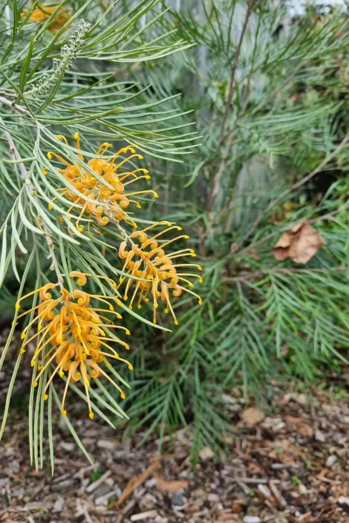 Grevillea Honey Gem shrub with golden orange flower clusters and fern-like leaves