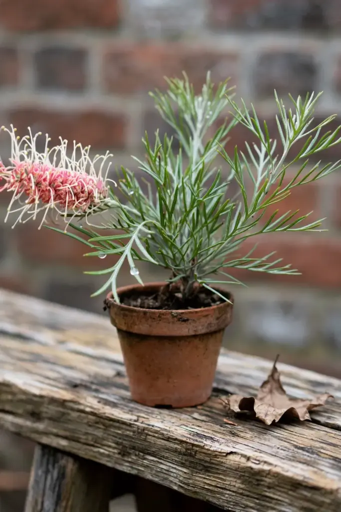Grevillea Pink Midget dwarf shrub with pink flowers in a small terracotta pot
