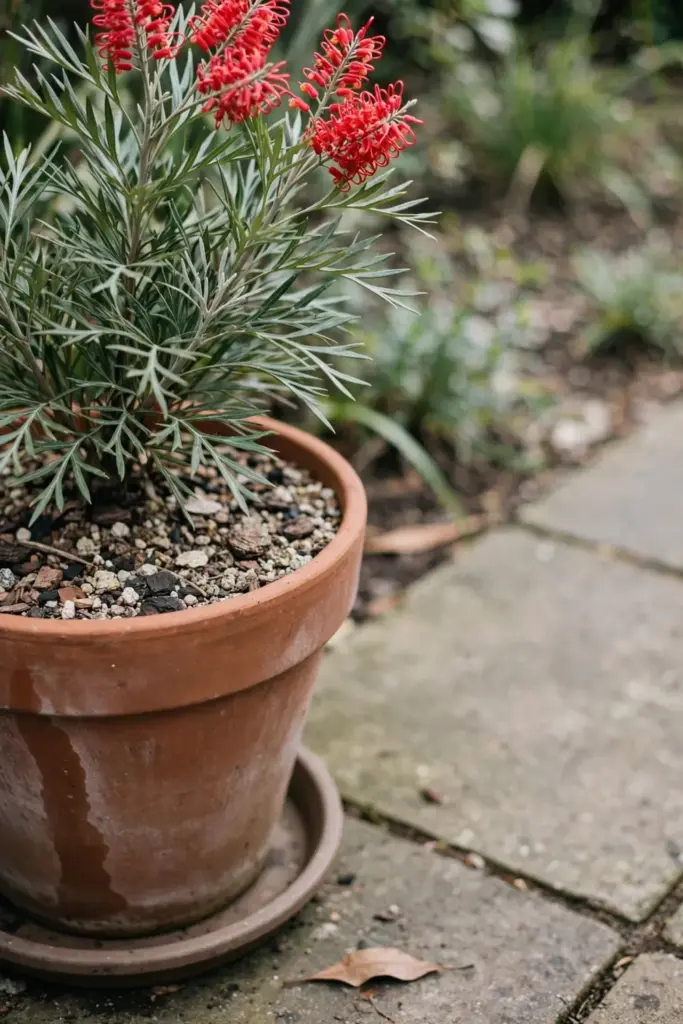 Grevillea in a terracotta pot with native mix and drainage saucer
