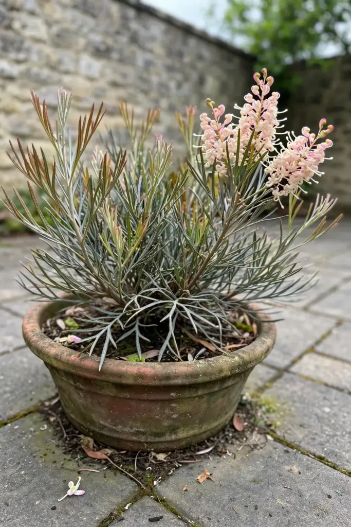 Grevillea Rosys Baby shrub with pink and cream flowers in a tub on a courtyard