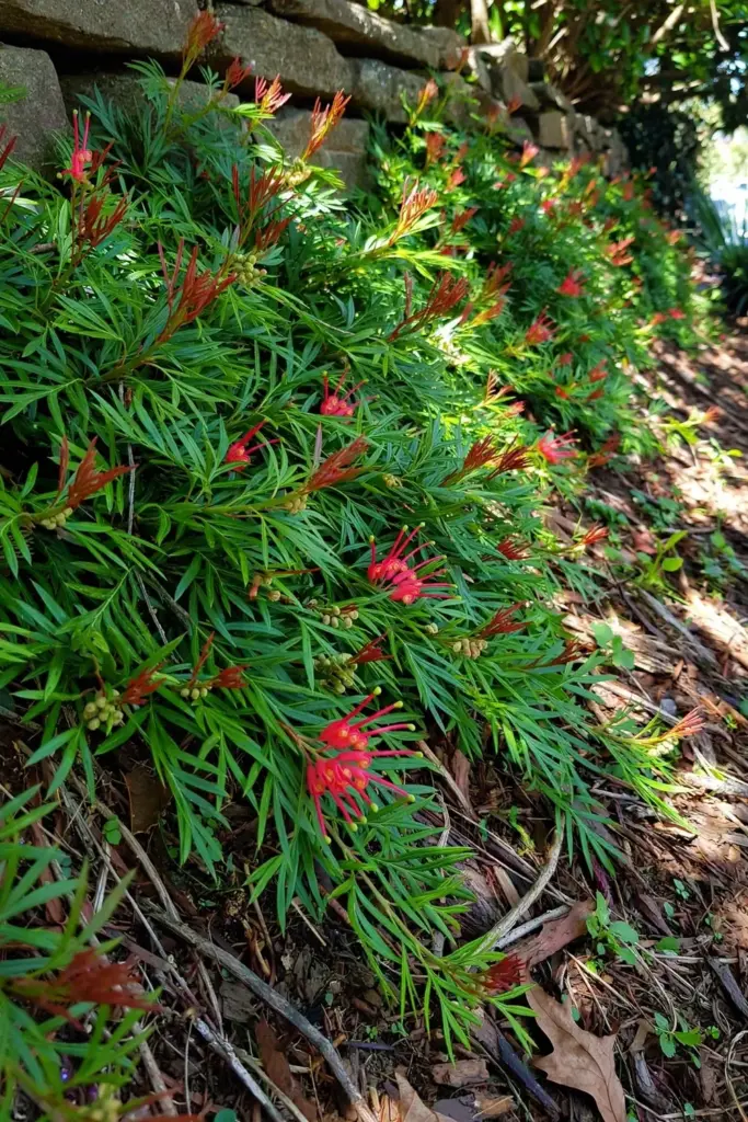 Grevillea Royal Mantle groundcover with red flowers draping over a garden bank
