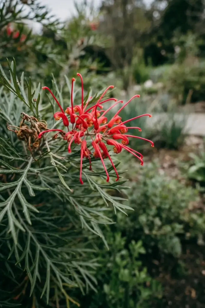 Grevillea flower cluster with red toothbrush blooms and long curved styles