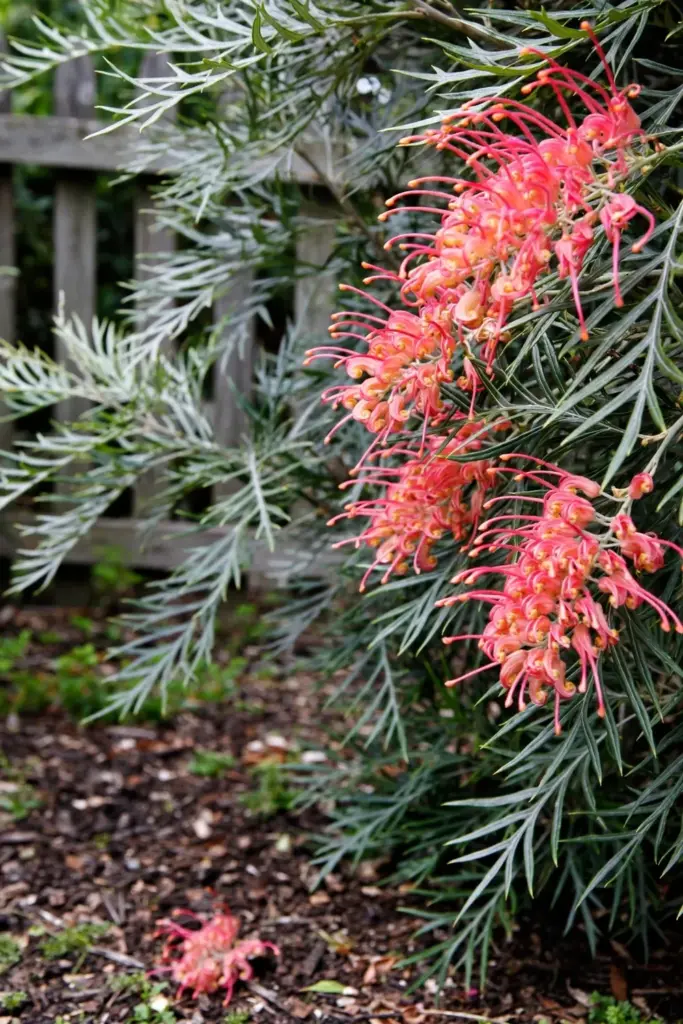 Grevillea Superb shrub with large coral pink flower clusters along a garden boundary