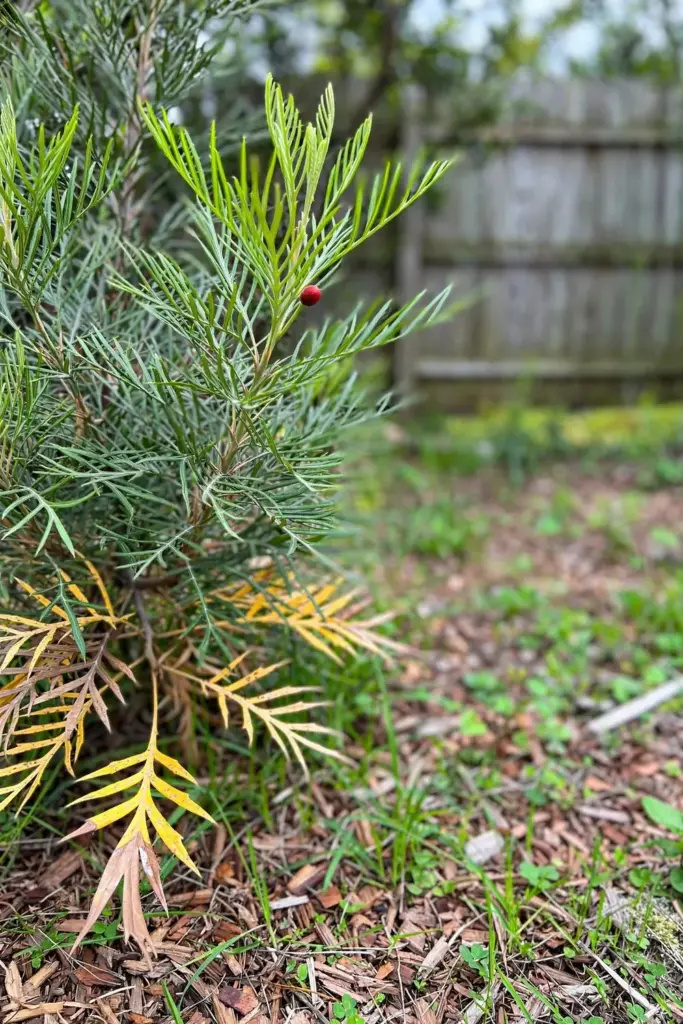 Grevillea shrub with yellowing lower leaves and fresh green tip growth