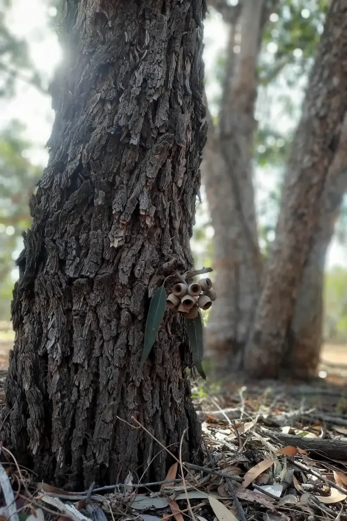 Grey Ironbark trunk with hard dark furrowed bark