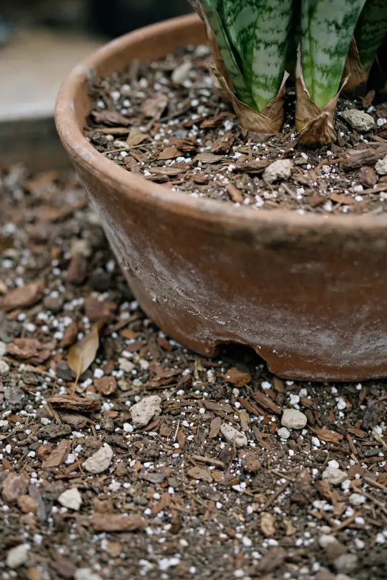 Gritty cactus mix with perlite in a wide terracotta pot around a snake plant