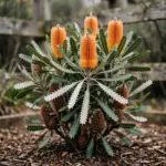 Banksia shrub with orange flower spikes in a sunny home garden bed