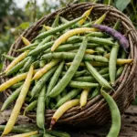 Basket of freshly picked green, yellow, and purple beans on a timber table