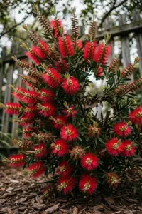 Bottlebrush shrub covered in red flower spikes in a sunny garden bed