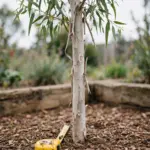 Young gum tree with smooth bark in a mulched garden bed beside a tape measure