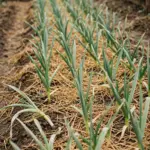 Garlic bed in autumn sun with rows of green shoots and straw mulch