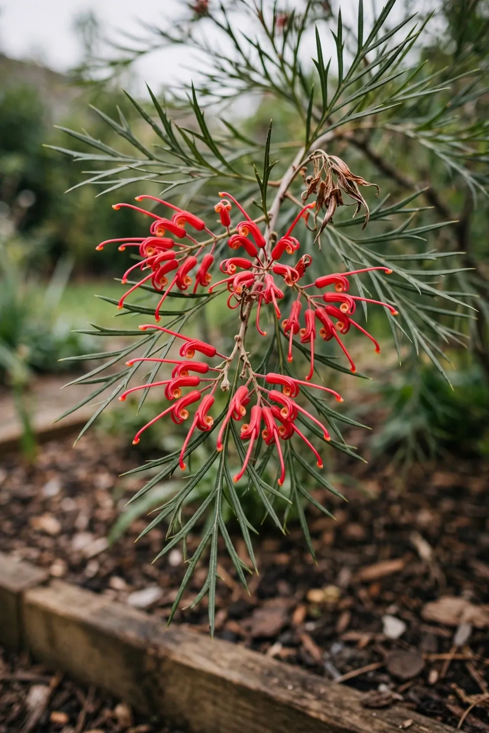 Grevillea shrub with red toothbrush flowers and fine leaves in a sunny bed
