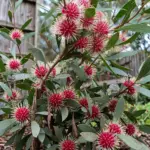Hakea shrub with red pincushion flowers in a sunny garden bed